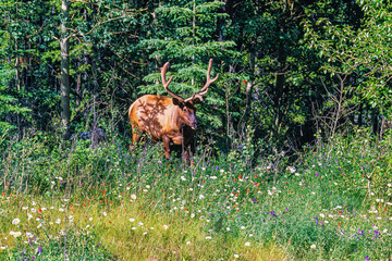 Canvas Print - Elk at the forest edge by a flowering meadow