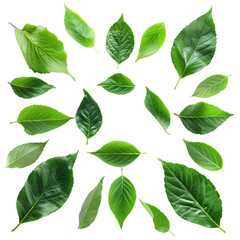 Wall Mural - green leaves isolated on white