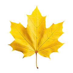 yellow maple leaf , generative ai