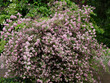 Japanese Snow Flower shrub or Deutzia elegantissima 'Rosealind'. Hybid deutzia with spectacular pink-lilac-mauve small inflorescences star-shaped on arching and flexible stems with green foliage
