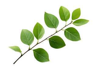 Wall Mural - leaves branch isolated on transparent background