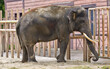 a large elephant with tusks in a zoo enclosure
