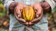 Rural Cocoa Farm: Where Nature and Industry Meet
