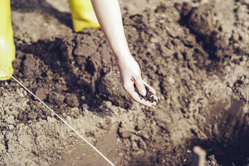 Organic fertilizers in gardener's hand