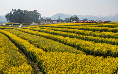 Aerial photography of the pastoral scenery of rapeseed flowers in Bingma Township, Yunnan