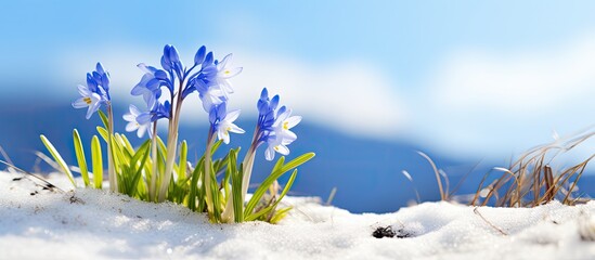 Poster - In early spring beautiful Glory of the snow flowers Scilla luciliae bloom creating a lovely sight. Creative banner. Copyspace image