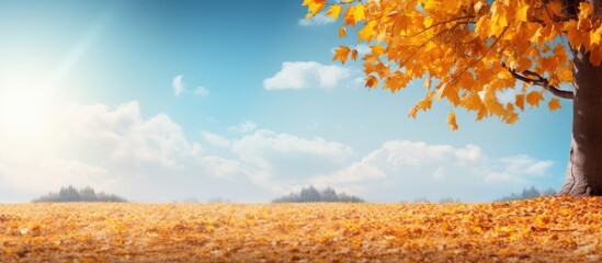 Poster - Autumn park scenery with vibrant leaves against a backdrop of the sky Perfect for a copy space image