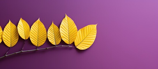 Poster - Aesthetic autumn leaves in vibrant yellow hues with a copy space image set against a striped violet backdrop