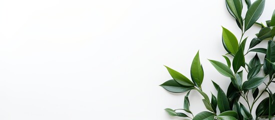 Wall Mural - A leafy plant is placed inside a frame on a white background in this copy space image