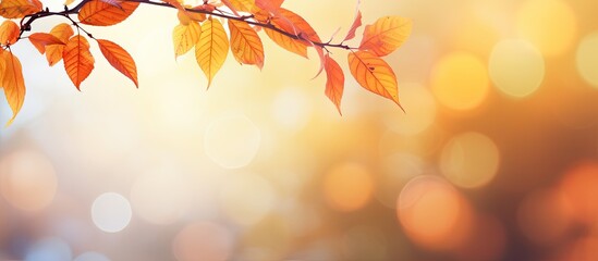 Poster - Autumn time with a picturesque background of beautiful colorful tree leaves in a natural setting creating a vibrant copy space image