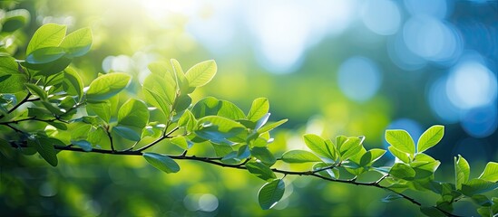 Sticker - A vibrant summer scene with blur foliage and sunlight creating a bokeh background for copy space image