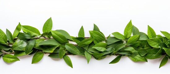 Aufkleber - A frame of fresh green tea leaves freshly picked from an organic tea plantation at home isolated on a white background A natural food frame with vibrant green leaves and ample copy space image
