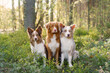 Two Border Collies and one Nova Scotia Duck Tolling Retriever dogs rest together in a tranquil forest, showcasing their distinctive coats and alert expressions