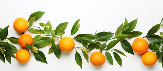 Wall Mural - Copy space image of an isolated orange or tangerine with vibrant leaves on a white background perfectly suited for your text placement Viewed from the top presented in a pleasing flat lay style