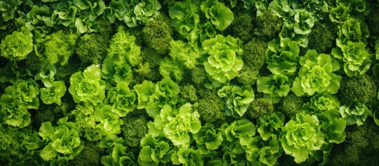 Wall Mural - Aerial view of a lettuce garden with a copy space image for adding text