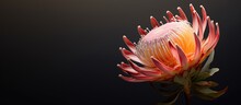 A Beautiful King Protea Flower With A Copy Space Image