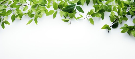 Poster - A copy space image showcasing green leaves and branches on a white background creating a natural and refreshing texture that relates to the Earth Day concept