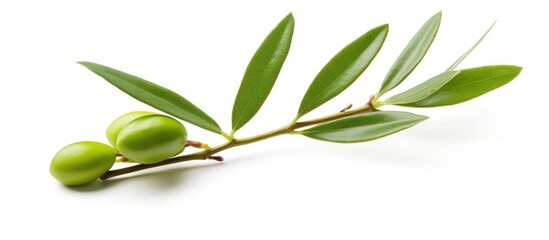 Aufkleber - Isolated on a white background there is a copy space image of a fresh green olive branch