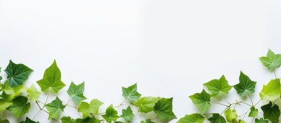 Wall Mural - Botanical background with green ivy leaves and a blank letter set against a white and blue backdrop creating a serene and summery greeting Copy space image