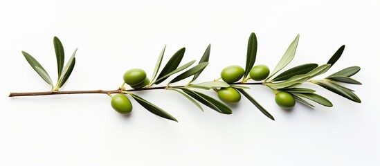 Aufkleber - Isolated on a white background there is a copy space image of a fresh green olive branch