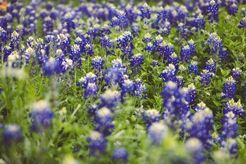 Poster - Field with Bluebonnets flowers and green grass in the afternoon