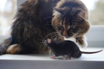 Wall Mural - Cat and rat looking at each other on window