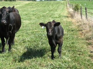 Poster - Of cows grazing in a vast green field during the daytime