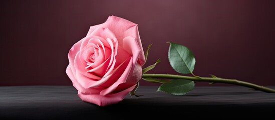 Aufkleber - The pink rose often associated with friendship is depicted in this image with empty space around it for any desired use. Creative banner. Copyspace image