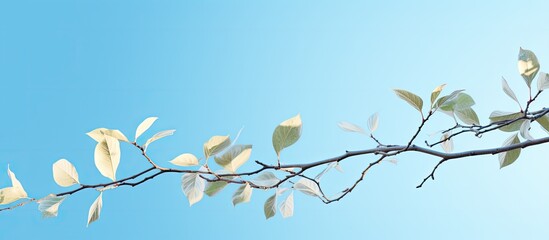 Leinwandbilder - Copy space image of a branch adorned with leaves against a backdrop of a clear blue sky