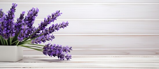 Poster - A copy space image showcases a lavender flower in vibrant purple beautifully displayed on a rustic white wooden surface
