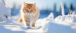 A fluffy ginger cat is walking gracefully through the snow leaving delicate footprints behind. Creative banner. Copyspace image