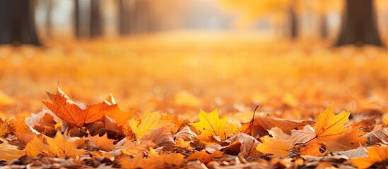 Aufkleber - The ground is covered with a vibrant carpet of fallen maple leaves in shades of orange and yellow creating a picturesque autumn scene 19 words. Creative banner. Copyspace image