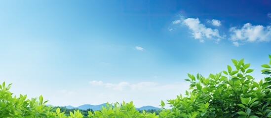 Canvas Print - A scenic view of lush verdant foliage against a backdrop of clear blue sky fills the copy space image