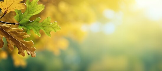 Fototapete - Image background featuring a copy space with oak leaves
