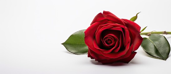 Poster - A closeup of a red rose against a white background with empty space for text or graphics. Creative banner. Copyspace image