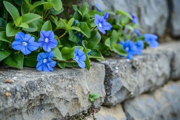 Canvas Print - Beautiful blue flowers blooming in a garden