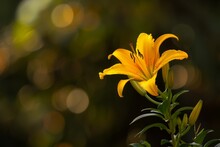 Vibrant Yellow Lily Flower In Nature