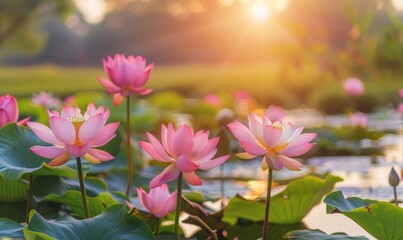 Sticker - Blooming lotus flowers in a peaceful pond