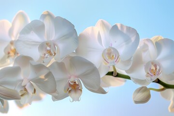 Poster - Elegant white orchid flowers in bloom