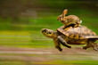 © Andrii Fanta - Fast turtle running with rabbit on it's back , motion blur