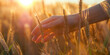 Ripe ears wheat in woman hands against a background of wheat field. Harvest concept.