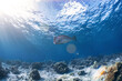 Real rare bumphead parrotfish photography swim in atoll deep sea scuba dive explore travel activity with shallow sun ray underwater background landscape around Sipadan island, Malaysia