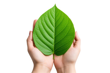 a leaf is being held by two hands, with one hand holding the top of the leaf and the other holding t