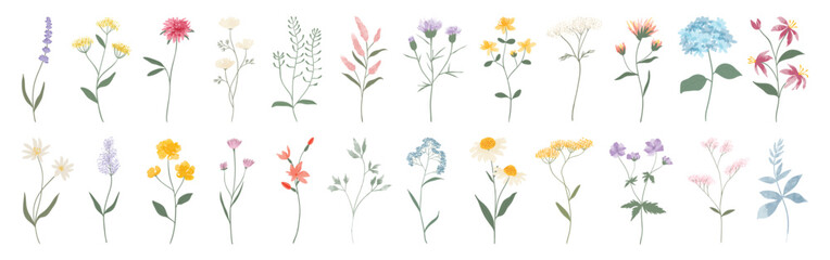 Wall Mural - wild flowers vector collection. set of floral, leaf, foliage, plant, bloom flower, leaves, herb on w