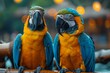 Two blue and yellow parrots perched on branch