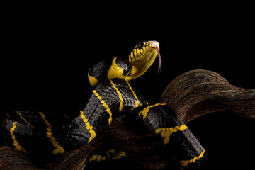 Wall Mural - boiga dendrophila yellow ringed, gold ringed snake