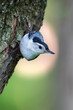 nuthatch songbird clinging to tree with halo background