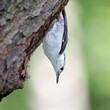 nuthatch clinging to tree upside down