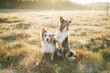 A Border Collie duo dogs enjoys the warmth of the golden hour in a meadow, one attentively scans the horizon while the other lifts its gaze to the sky
