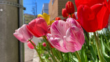 Fototapeta  - Tulips in full color on a very sunny day